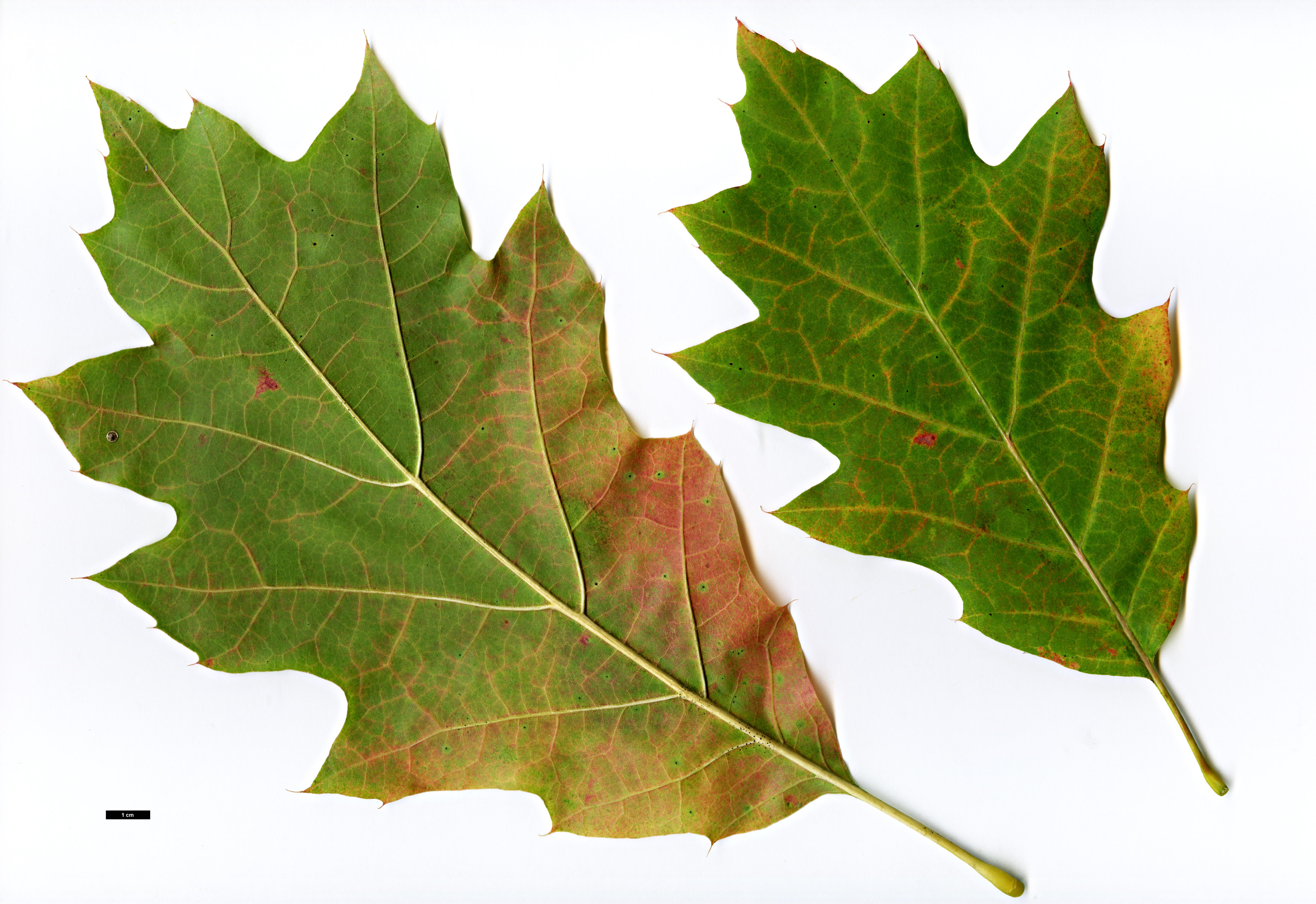 High resolution image: Family: Fagaceae - Genus: Quercus - Taxon: ×hawkinsiae (Q.rubra × Q.velutina)